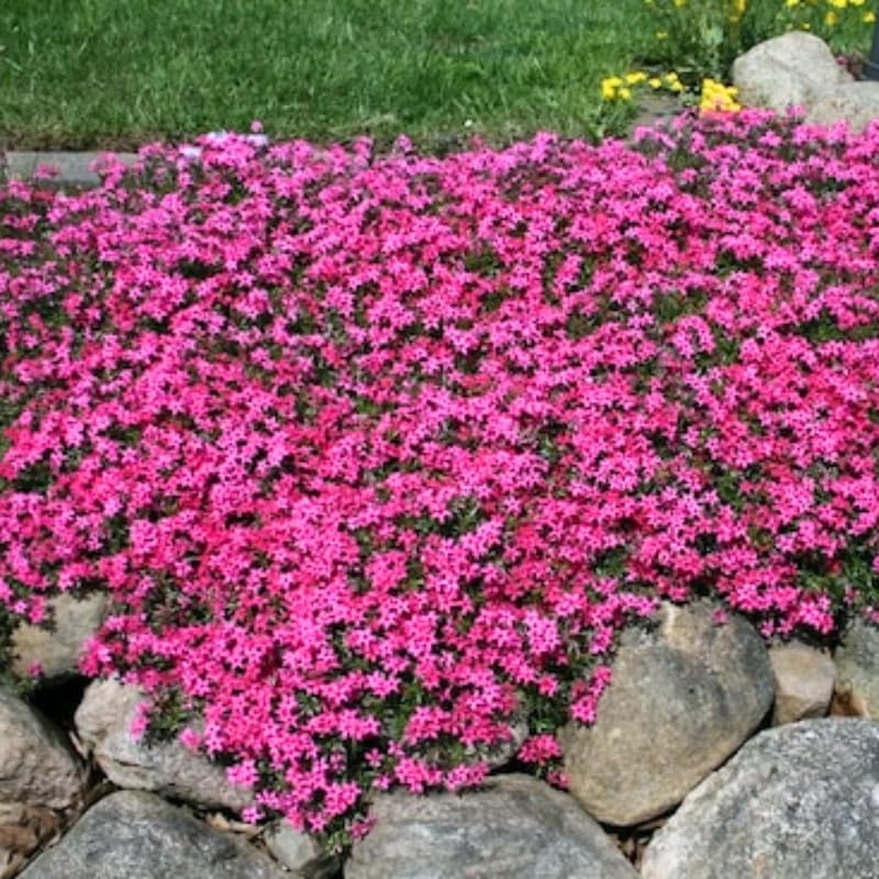 2 Pink Phlox Live Plants, Ground Cover Plant, 2-4 Inch Tall by GardenNurserySince1996