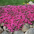 2 Pink Phlox Live Plants, Ground Cover Plant, 2-4 Inch Tall by GardenNurserySince1996