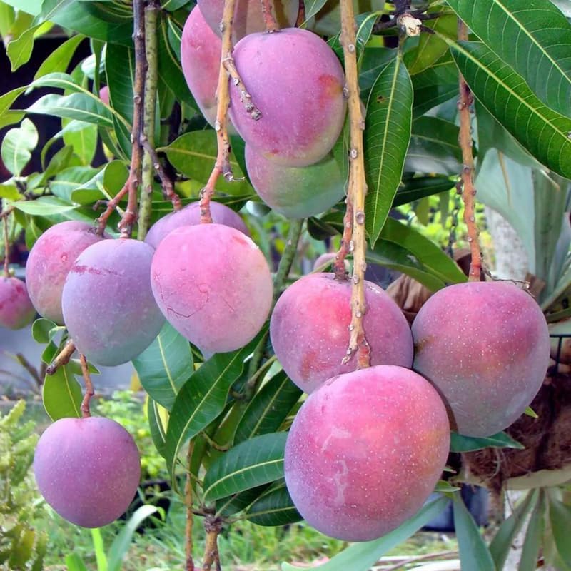 Red Mango Tree Live Plant, Tropical Fruit, 3 Gallon Pot - Image 5