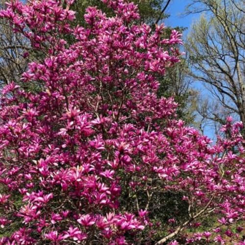 Ann Magnolia Flower Tree Live Plant, Spring Bloom Tree, 2.5'' Pot - Image 5