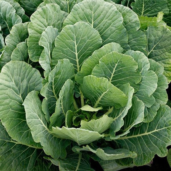 Vates Collard Greens Seeds for Planting (1 Pack | 400+ Seeds per Pack) - Organic, Non-GMO, Heirloom, Frost Hardy, Compact, Slow-Bolting, USA Grown, with Instructions to Plant a Home Vegetable Garden - Image 2