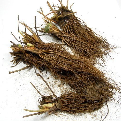 Honeoye Strawberry 10 Bare Root Plants - Extremely Hardy June-Bearing - Image 2