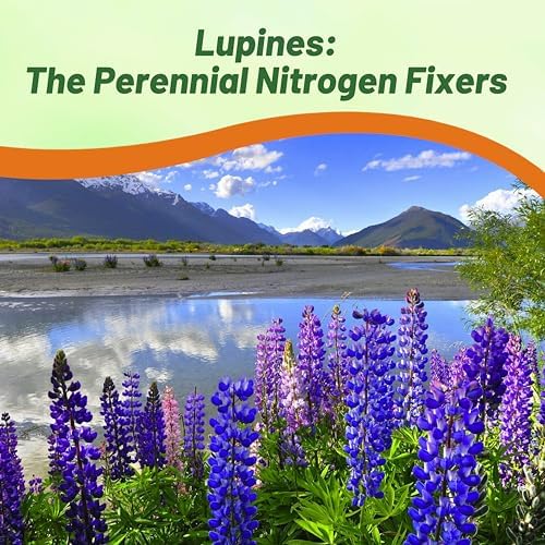 Outsidepride Wild Blue Perennial Lupine Seeds - 500 Pcs. Self-Sowing, Cold Hardy & Frost Tolerant Wildflower Seeds for Fall Planting, Ideal for Attracting Pollinators & Hummingbirds - Image 5