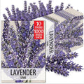 Seed Needs Spike Lavender Seeds to Plant an Herb Garden - 10 Packs by SeedNeeds