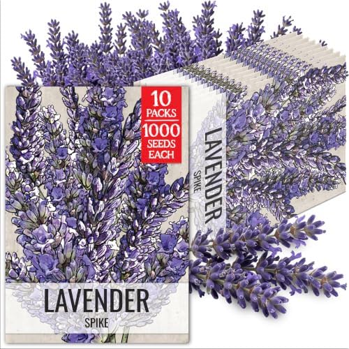 Seed Needs Spike Lavender Seeds to Plant an Herb Garden - 10 Packs by SeedNeeds