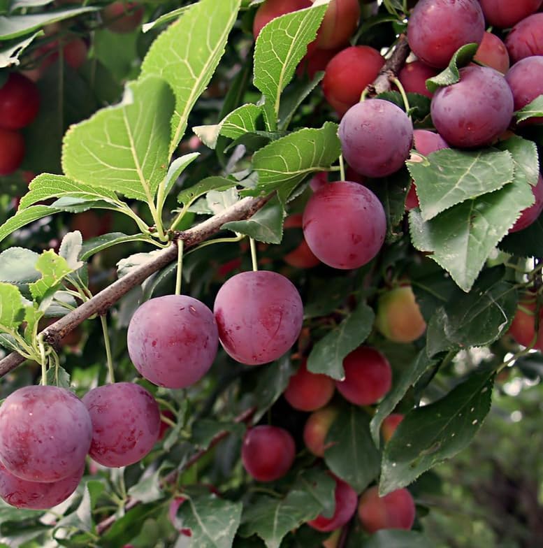 American Plum Tree - 6-12" Tall Live Plant - Image 4