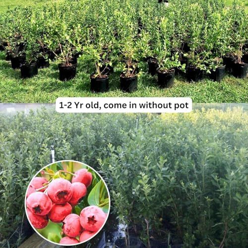 2 Pink Lemonade Blueberry Plants Live, Sweet Berry Shrub, 5-12" Tall - Image 4