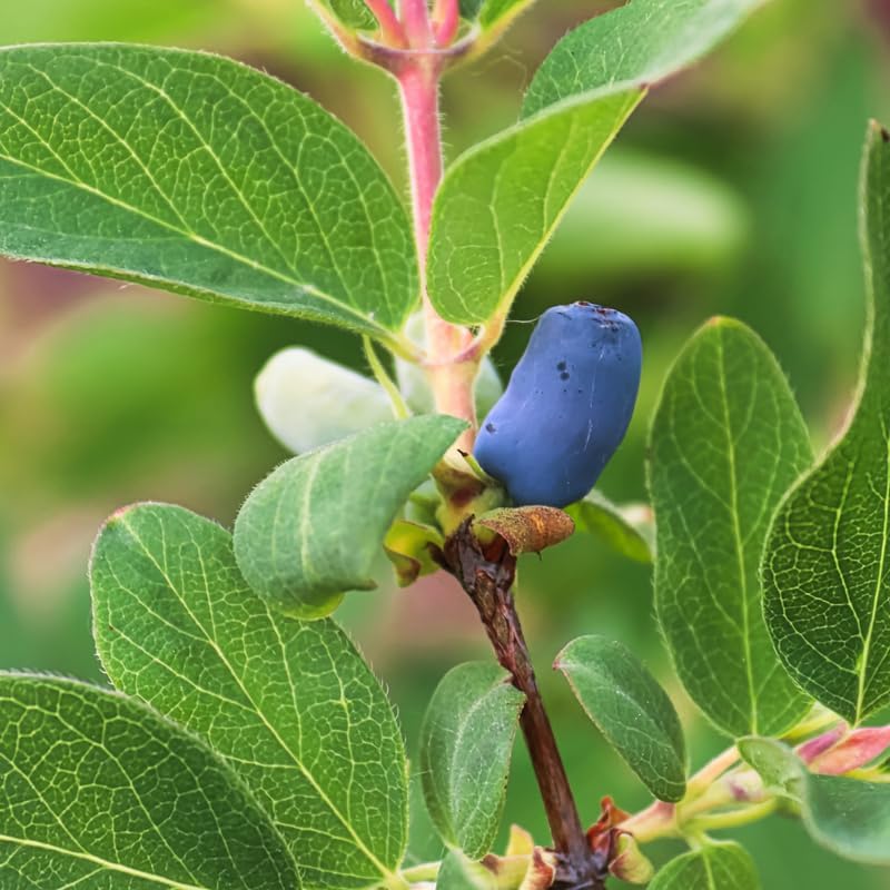 Live Blue Haskap Honeyberry Plant, 4 to 6 Inch Tall Honeyberry Plants - Image 5