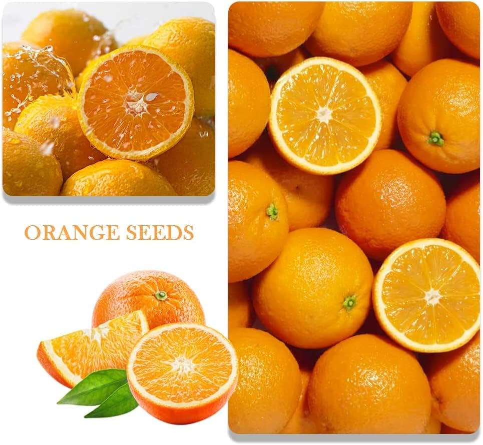 200+ Mix Dwarf Bonsai Fruit Tree Seeds for Planting, 4 Variety Individual Packs, 50+ Lemon Tree Seeds 50+ Cherry Tree Seeds 50+ Orange Tree Seeds 50+ Apple Seeds Organic Heirloom Fruit Seeds - Image 4