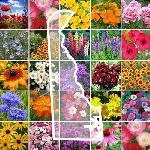 Eden Brothers Delaware Wildflower Mixed Seeds for Planting, 1/4 lb by EdenBrothers