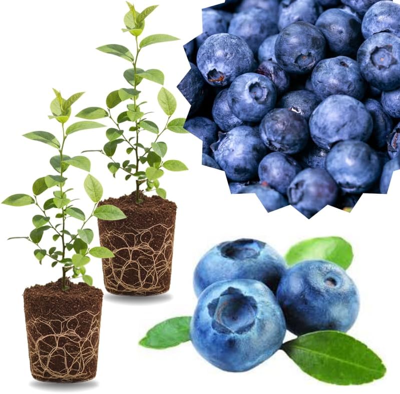 2 Southern Highbush Blueberry Plants Live for Outdoor Growing, Emerald Blueberry Trees Live Plants, Blueberries Bushes, Hardy and High Yield Seedlings, Starter 4 to 7", No Pot by GardenNurserySince1996
