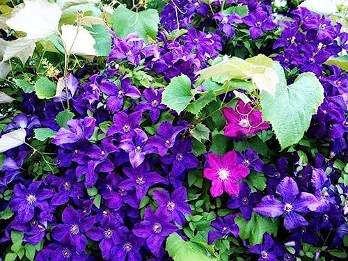 Mixed Clematis Seeds Flower Vine Perennial Flower 20 Pcs Seeds - Image 2