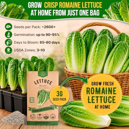 Lettuce Romaine Seeds 3 G - Over 2,600 Non-GMO Heirloom Lettuce Seeds for Planting Greens in Individual Seed Packet - Image 4