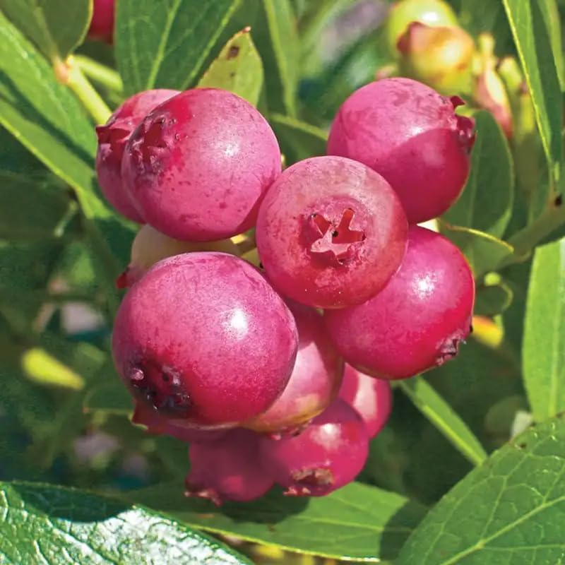Pink Lemonade Blueberry Bush Live Plant, Edible Fruit Plant - Image 4