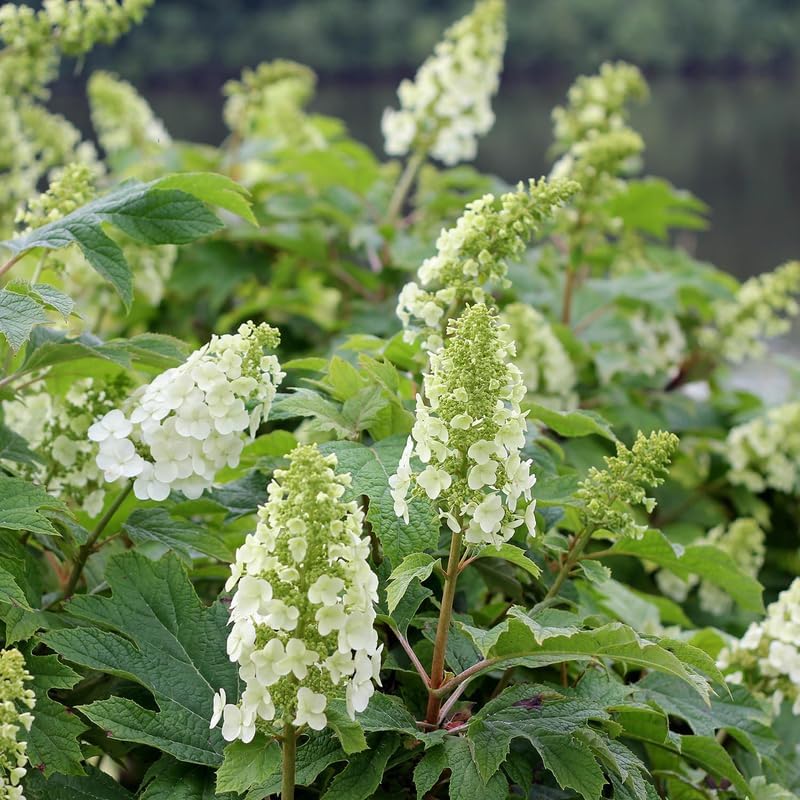 White Hydrangea Plant Live, Garden Shrub, 7-12" Tall, in Pot - Image 5