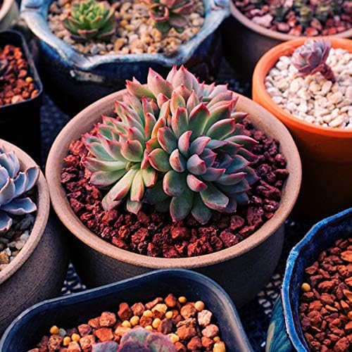 TOYPOPOR Red Lava Accent Rocks Outdoor Decorative Stones for Craft Projects, Vase Fillers, Succulents, Cactus Pots, Terrarium Plants 2.2LB - Image 6