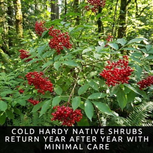 Red Elderberry Seeds for Planting | Native Berry Shrub | 100 Seeds - Image 2