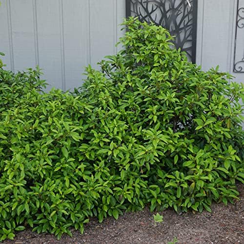 Garden Debut Moonlit Lace Viburnum, Live Flowering Shrub, 3 Gallon - Image 5