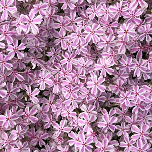 3 White Pink Creeping Phlox Plants, Perennial Ground Cover 4-6 Inches - Image 2