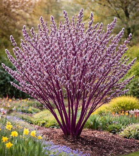 Purple Continental Willow Cuttings for Planting - Vibrant Purple Bark Willow | Fast Growing Ornamental Shrub | Live Dormant Hardwood Starts (2 Cutttings) by CZGrain