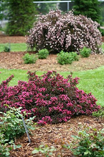 Proven Winners - Weigela Florida Spilled Wine (Weigela) Shrub, Pink Flowers, #2 - Size Container - Image 5