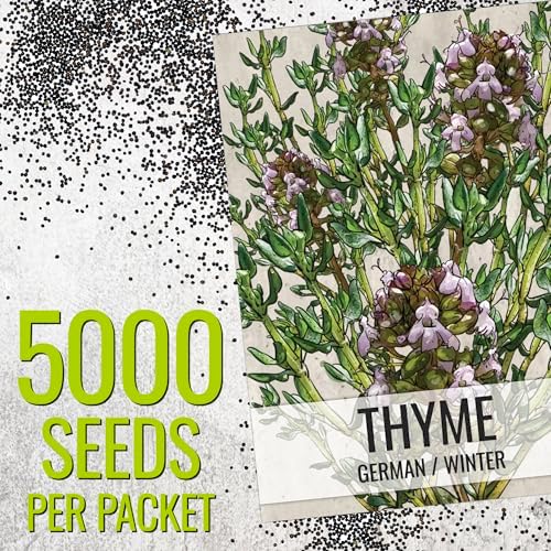 Seed Needs Thyme Seeds to Plant Non-GMO & Heirloom Thymus Herbs XL Pack - Image 3