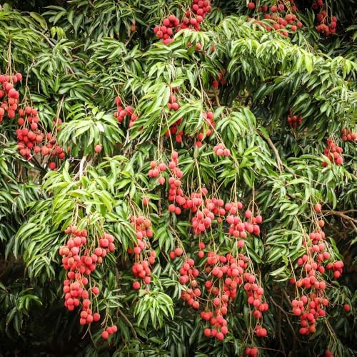 Lychee Tree Live Plant, Tropical Fruit Litchi Seedling, in 4" Pot - Image 7