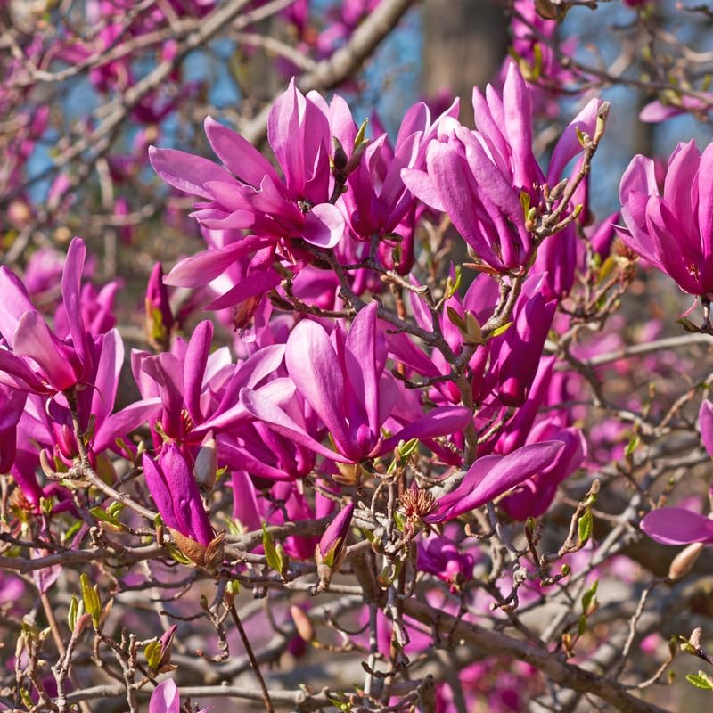 Ann Magnolia Tree Live Plant, Garden Flower Tree, 2.5 Inch Pot - Image 7