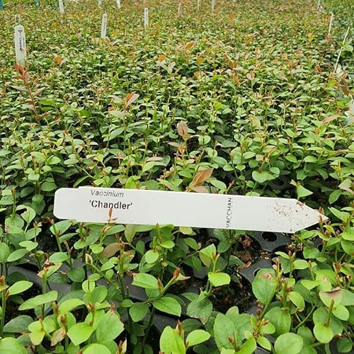 Live Chandler Blueberry Bushes (4 Pack) – Northern Highbush Blueberry Bushes for Planting, Vigorous Growth, Extended Harvest Season, Suitable for Various Climates - Image 5