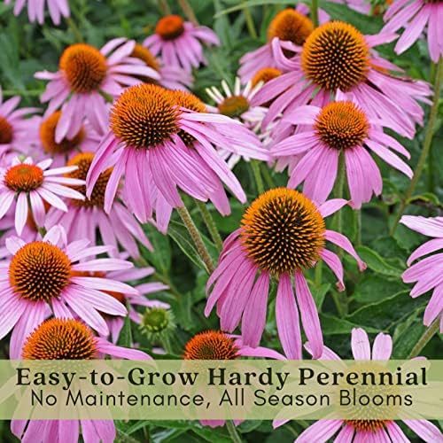 Clovers Garden Purple Coneflower (Echinacea Purpurea) Plants – Two (2) Live Plants – Non-GMO - Not Seeds - Each 4" to 8" Tall – in 4" Inch Pots – Hardy Flowering Perennial, Pollinator Favorite - Image 5