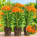 Butterfly Milkweed Asclepias tuberosa Live Plants, 3 Pack by Unknown