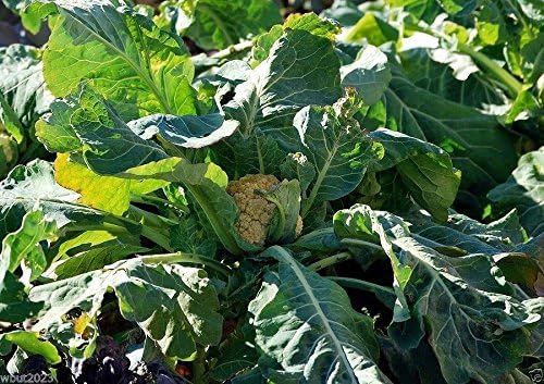 20 Cauliflower seeds - ORANGE HEAD ~CHEDDAR~ Bright orange heads ! - Image 3