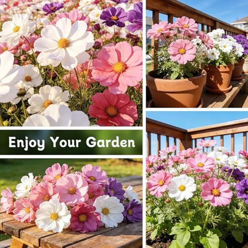 LUOJIBIE Cosmos Seeds, 4,500+ Cosmos Flower Seeds for 2026, Wildflower Seeds for Planting Outdoor Garden, Crazy Blend Mix Color, No Filler, 1.5 Oz Packet, Easy to Grow - Image 6
