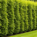 (One) Fastest Growing Tree in The World - Ready to Plant - One Live Aussie Hybrid Willow Tree Rooted Cut - Great for Fast Shade - 10 feet in First Year - Austree Hybrid Willow Privacy Tree by CZGrain