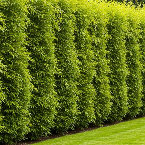 (One) Fastest Growing Tree in The World - Ready to Plant - One Live Aussie Hybrid Willow Tree Rooted Cut - Great for Fast Shade - 10 feet in First Year - Austree Hybrid Willow Privacy Tree by CZGrain