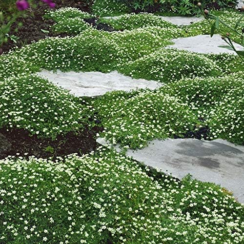 Outsidepride Irish Moss Ground Cover Seeds - 10000 Pcs Perennial Low Growing, Mat-Forming Lawn Alternative, Outdoor Ground Cover Seeds with Shade Tolerance, Ideal for Pathways and Rock Gardens - Image 5