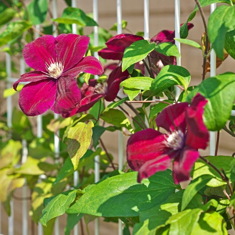 Red Clematis Vine Plant, Clematis Vine Plants Live in 2.5 Inch Pot - Image 3