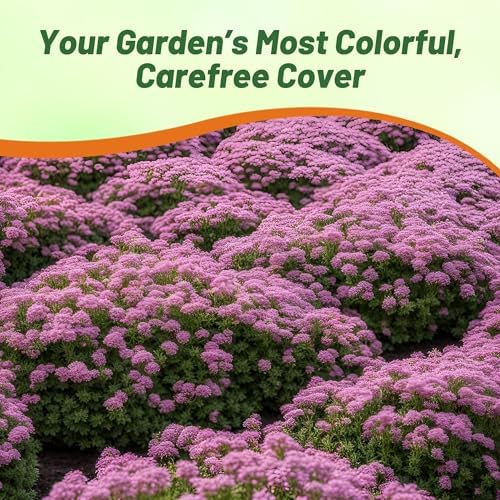 Outsidepride Magic Carpet Creeping Thyme Seeds - 1000 Pcs. Perennial, Fragrant, & Drought Tolerant Ground Cover Seeds for Planting Pink Flowers in Pathways, Slopes & Pollinator-Friendly Landscaping - Image 6