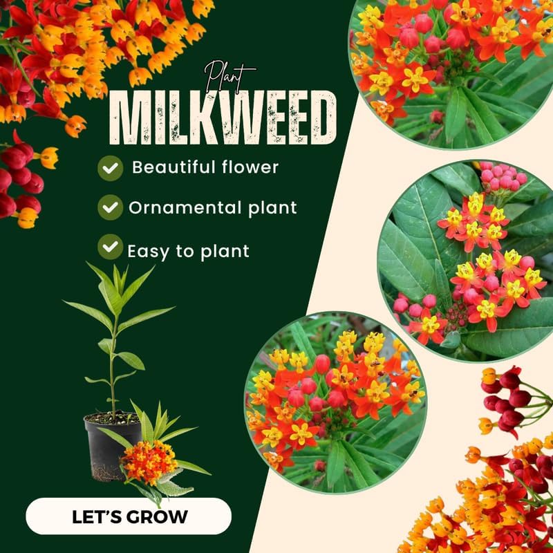 4 Tropical Red Milkweed Asclepias Live Plants, Flower Plant, 4-9 Inch Tall - Image 5