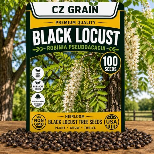 100 Black Locust Seeds | Robinia Pseudoacacia Flowering Tree Seeds by CZGrain