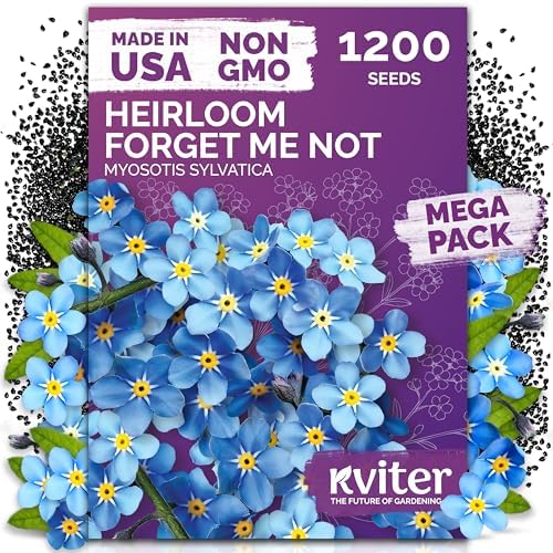 1200 Forget Me Not Heirloom Flower Seeds for Planting, Myosotis Sylvatica by KVITER
