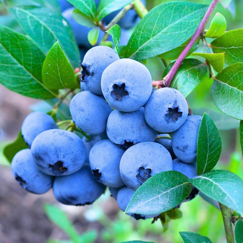 2 Sweet Blueberry Live Plants, Sweet Fruit Seedling, 5-12 Inch Tall by AKTRD