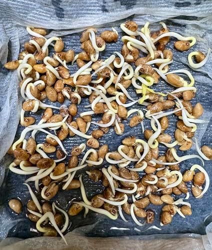 420+ Ong Choy Seeds - Rau Muong La TRE, Kangkong, Kong Xin CAI, Water Spinach Seeds - Premium, Heirloom, Non GMO, 99% Germination Rate - Easy to Grow Vegetable for Yard & Garden Planting - Image 2