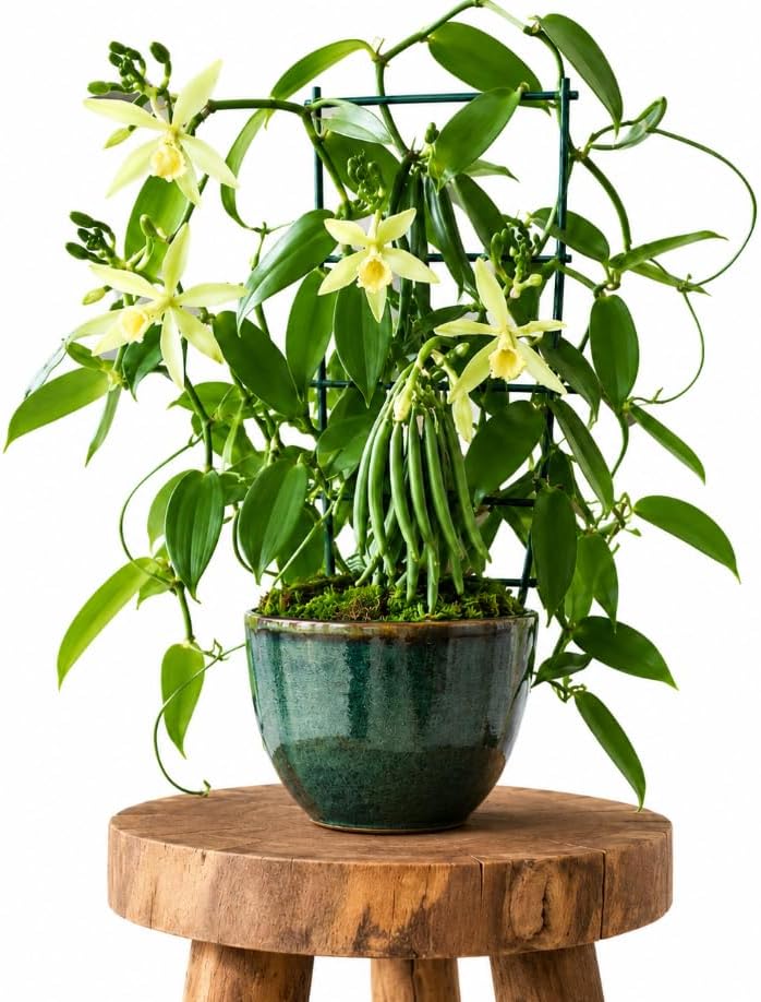 Green Vanilla Live Plant 4-8 Inch Tall, Tropical Climbing Orchid Vine, Fragrant Yellow Flower, Rare Live Houseplant, No Pot by Unknown
