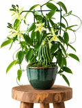 Green Vanilla Live Plant 4-8 Inch Tall, Tropical Climbing Orchid Vine, Fragrant Yellow Flower, Rare Live Houseplant, No Pot by Unknown