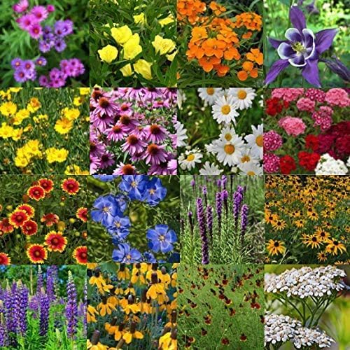 All Perennial Wildflower Seed Mix – 18 Perennial Species, Pollinator Friendly Wildflower Seeds for Meadows & Gardens, No Fillers, USA Grown - 1lb Covers 2,000sq-ft - Image 7