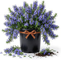 Creeping Rosemary Live Plant, Trailing Herb, 1 Gal Pot-Grown by Unknown