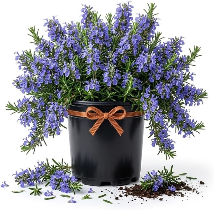 Creeping Rosemary Live Plant, Trailing Herb, 1 Gal Pot-Grown by Unknown