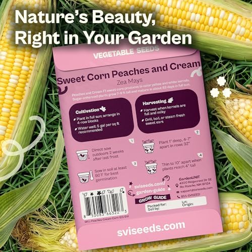 SVI 125 Peaches and Cream Corn Seeds (Zea mays) – Peaches & Cream Super Sweet Corn Seed Packets, Bicolor Sweet Yellow – Non GMO Heirloom Vegetable Seeds Outdoor Vegetable Garden Seed, Home Garden - Image 2