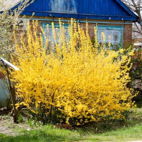 2 Forsythia Plant Live, 4 Inch Pot Lynwood Gold Forsythia Bush, Hardy, Low Maintenance, Bell Yellow Flowering Shrub, Ideal for Garden Décor & Outdoor Spaces - Image 7